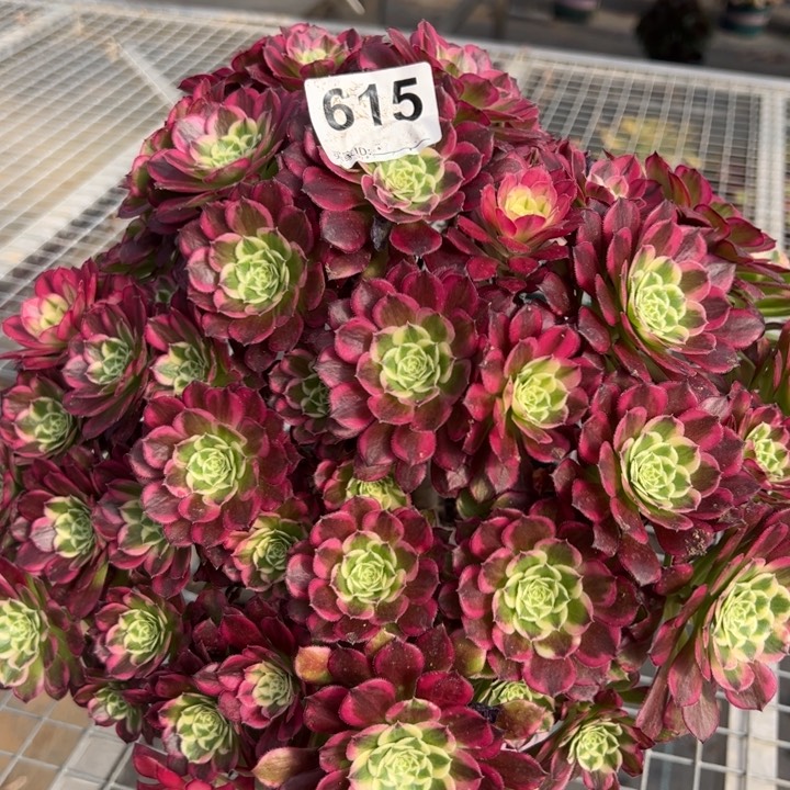 615天合朵朵30厘米左右有断枝处理