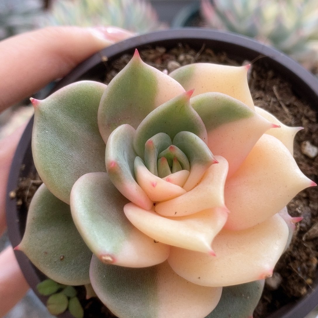 D165贝加尔湖锦锦锦