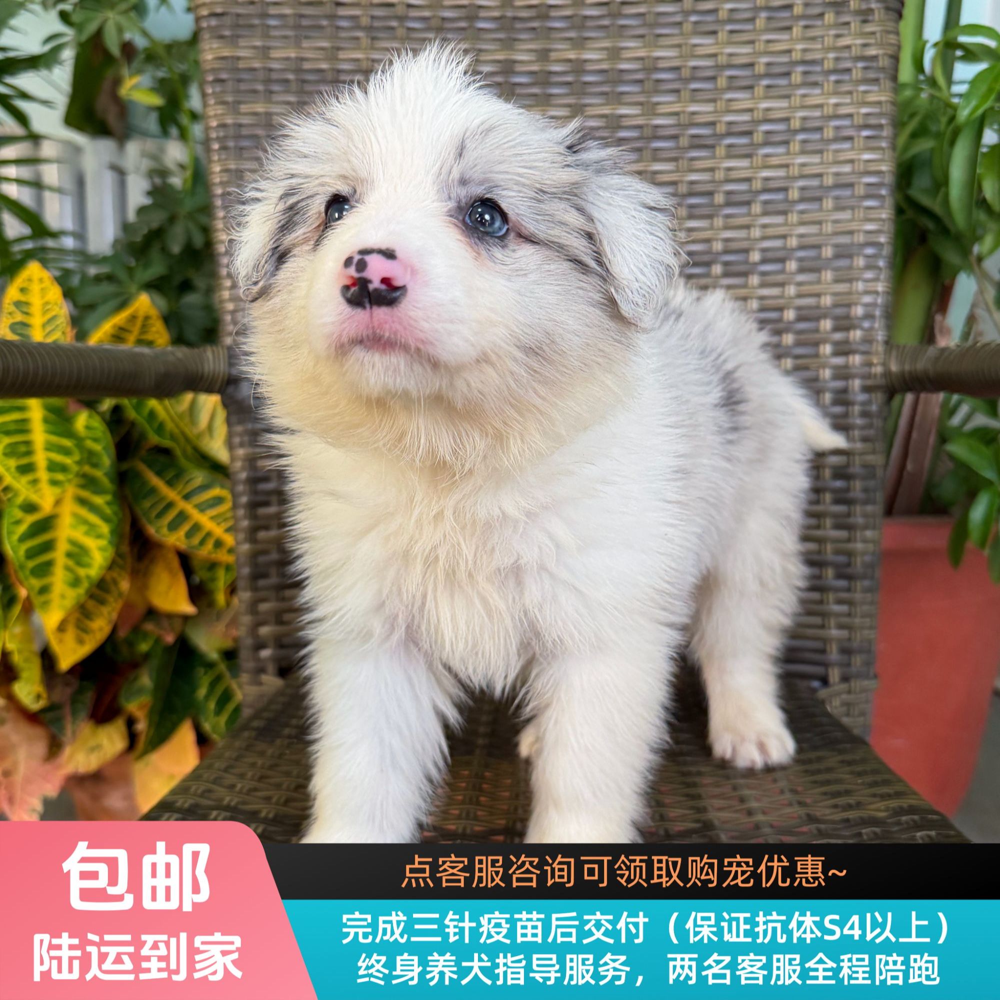 茭白-蓝陨石色边牧妹妹纯种小狗边境牧羊犬宠物幼犬