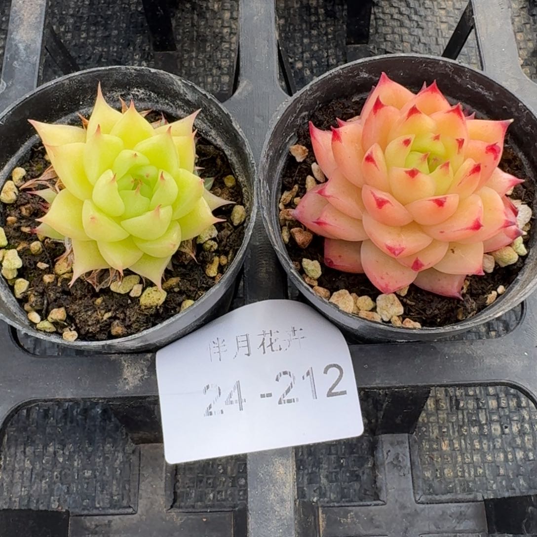 多肉杂交一物一拍24-212