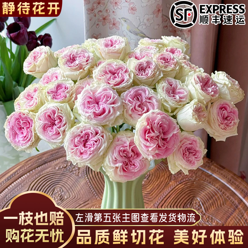 【静待花开】冰淇淋稀有多头玫瑰 云南鲜切花斗南花卉基地顺丰包邮