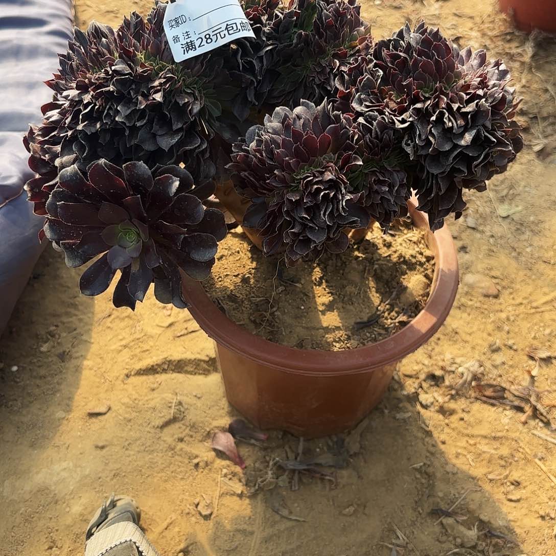 843欧子缀多肉植物