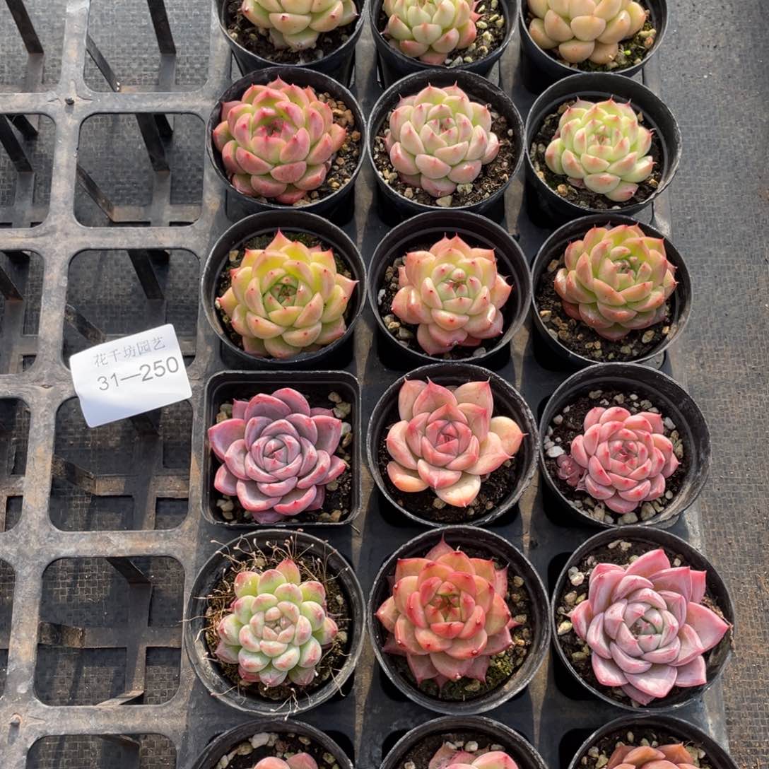 快**心一物一拍18棵31-250