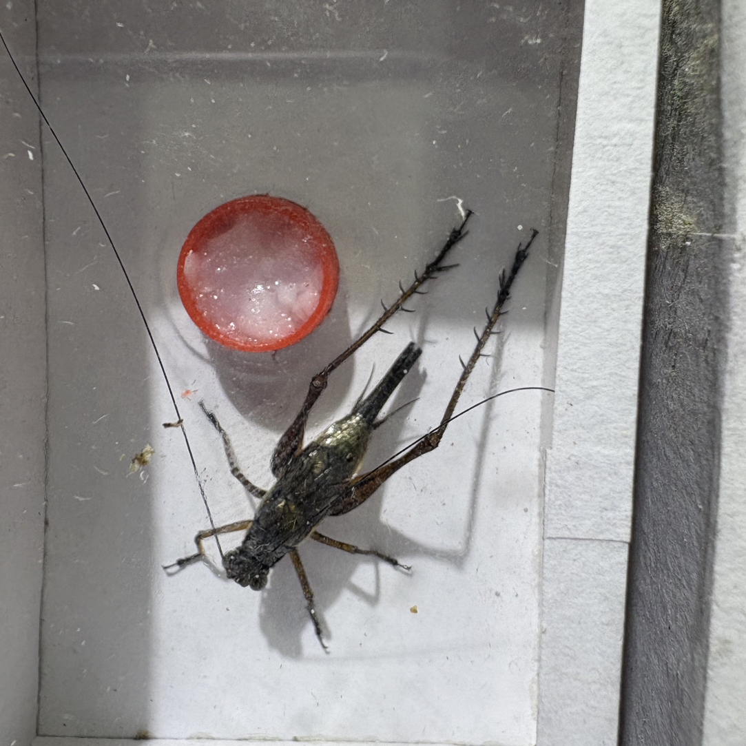 金琥珀长须长腿爬宠