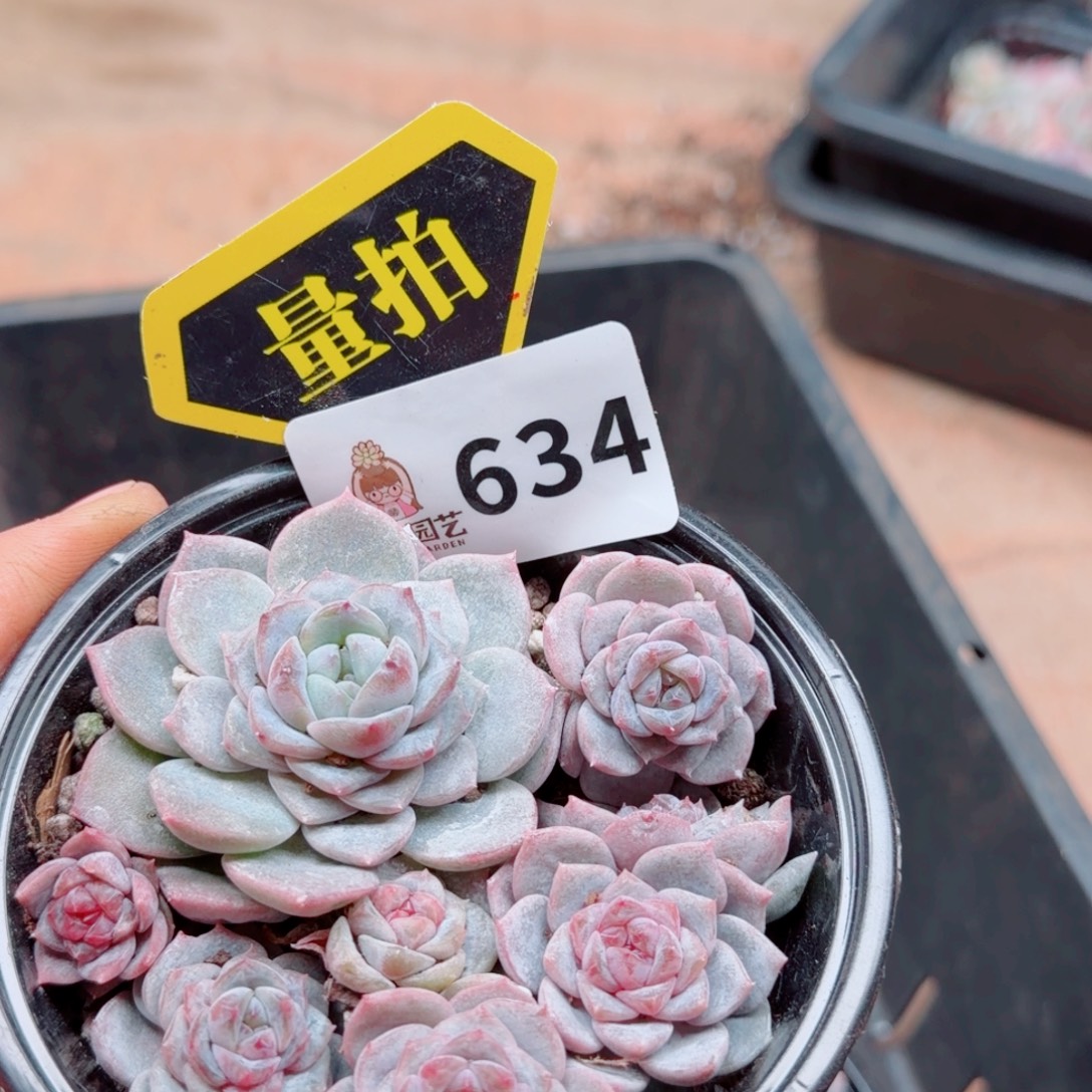 多肉植物多肉植物