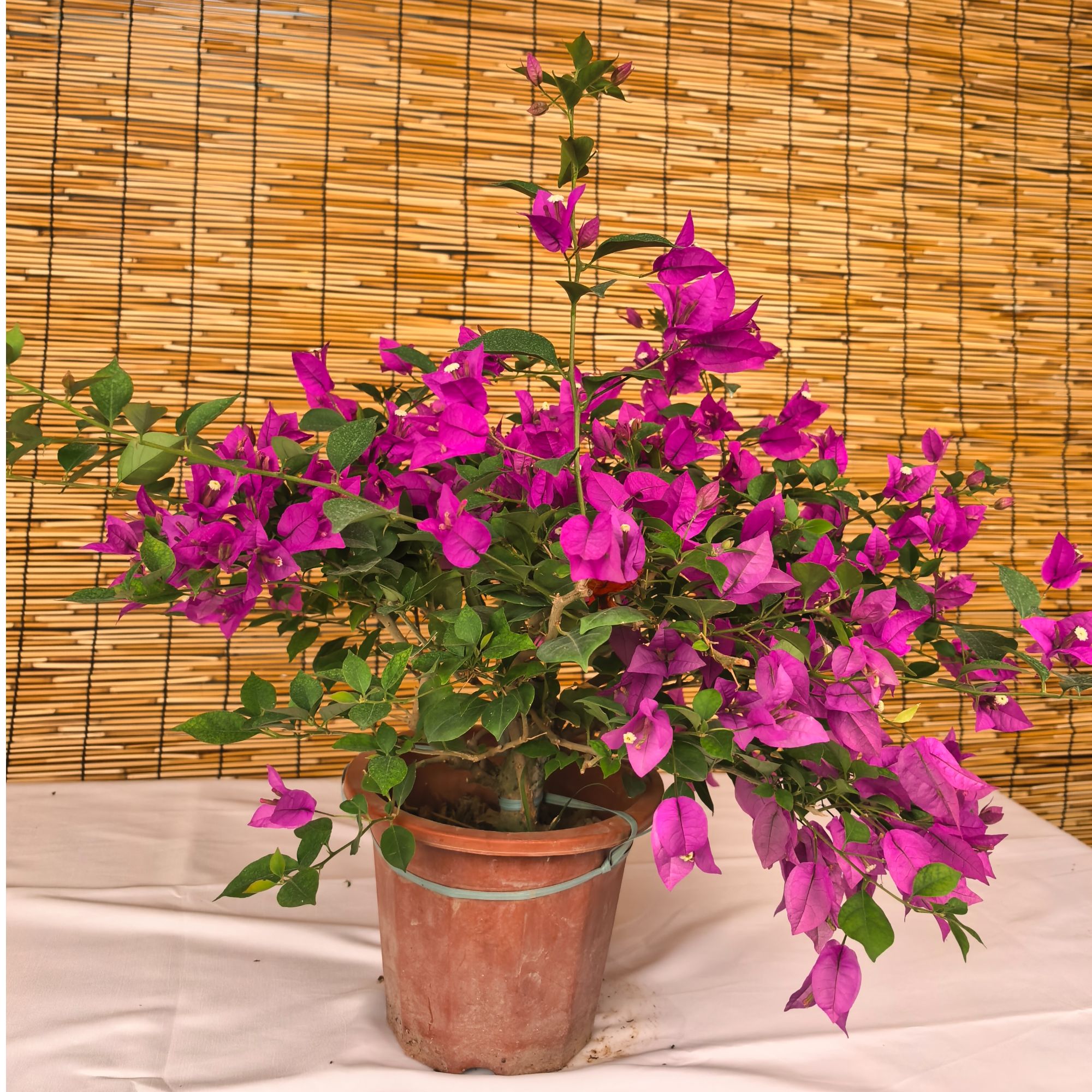 小叶紫三角梅直播间一物一拍好养易活