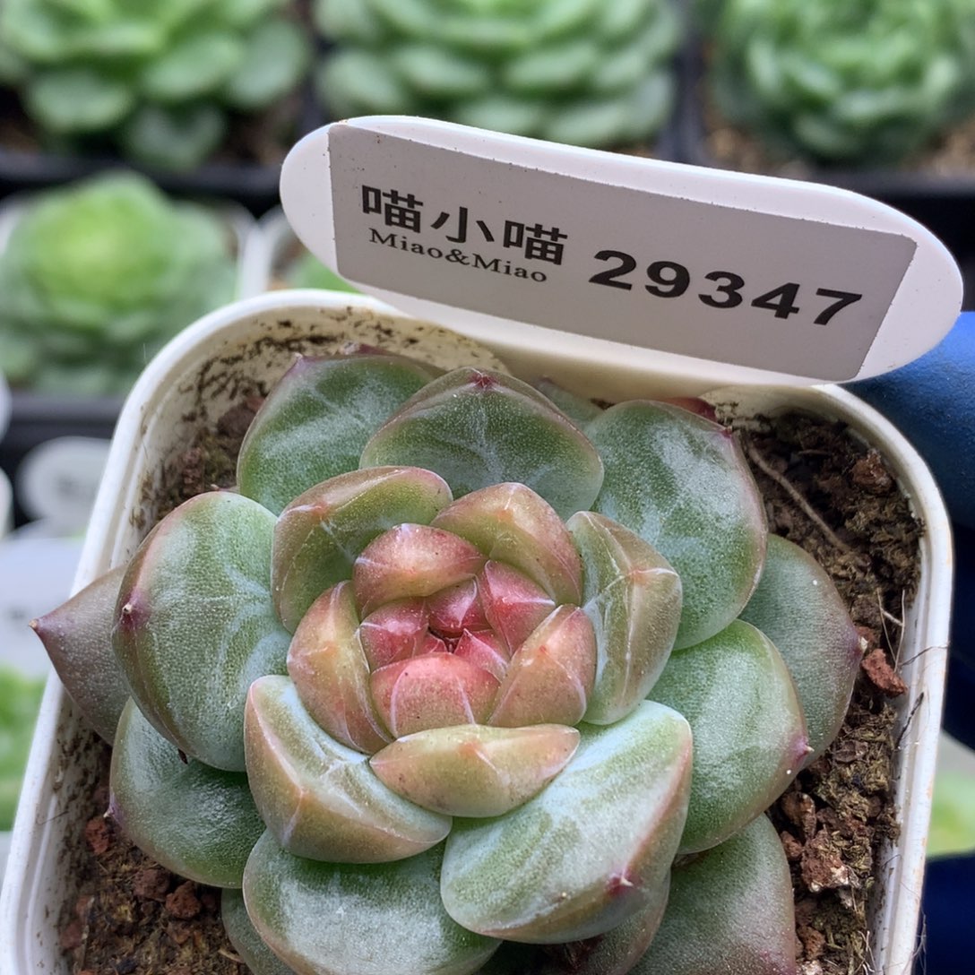 多肉植物杂交珍妮