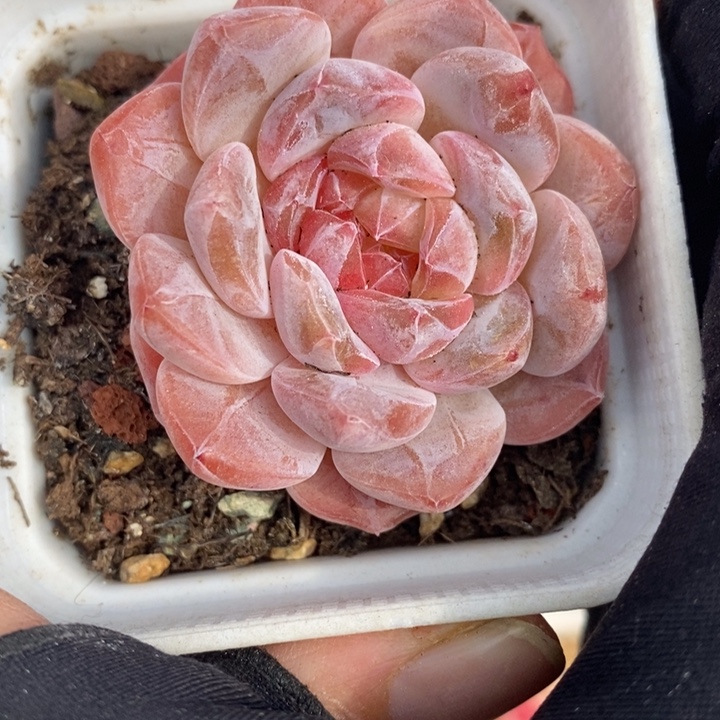 1208-605，粉魄多肉