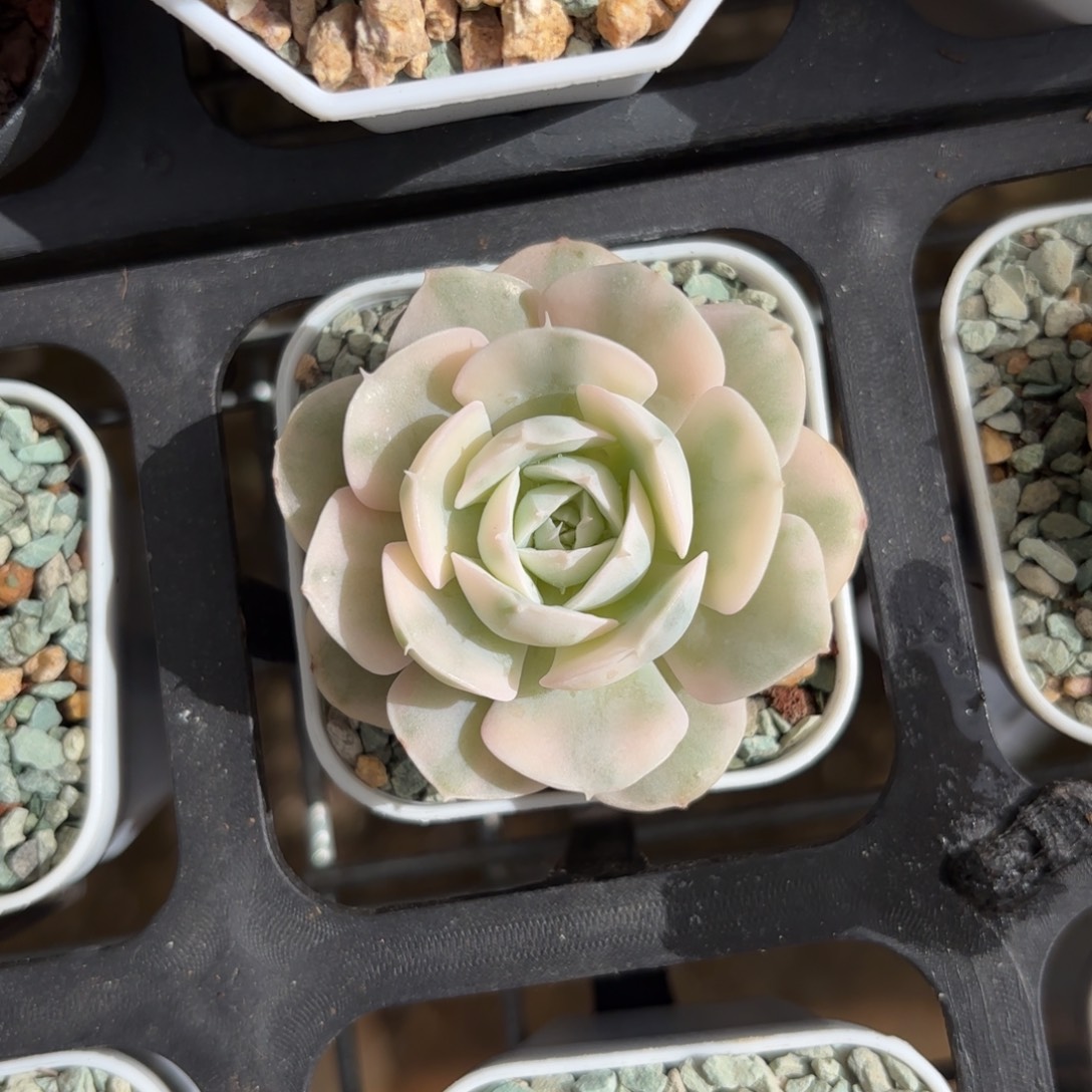 小鲁士锦一物一拍