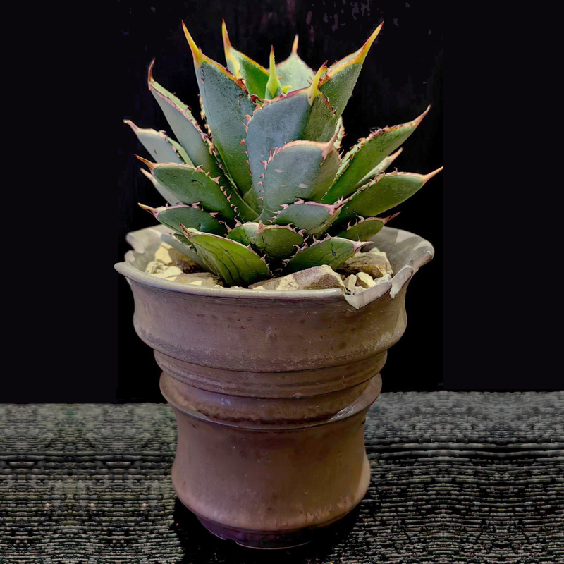 景德镇潮流块根小号缺口盆仙人球龙舌兰龟甲龙惠比植物陶瓷多肉盆