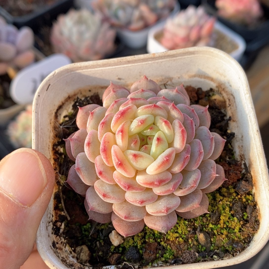 精品多肉一物一拍210