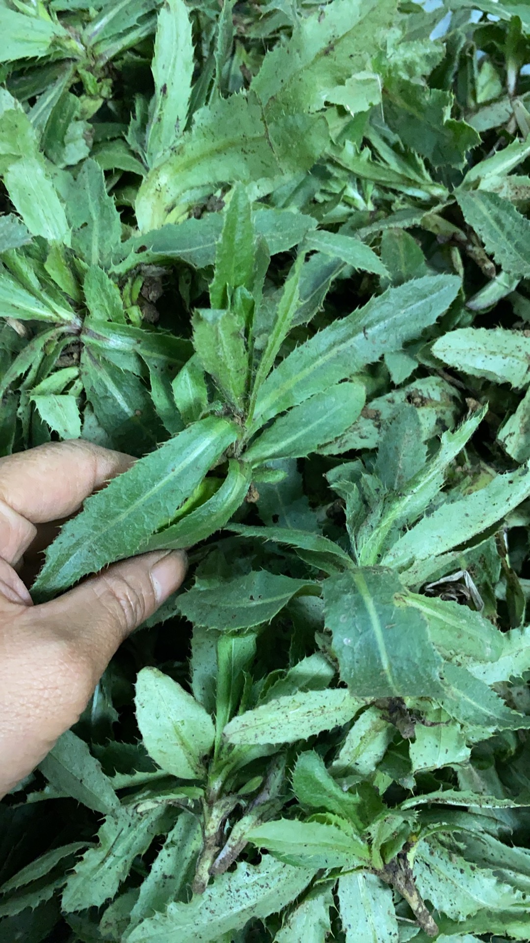 东北野生新鲜现挖刺菜七七芽当季野菜