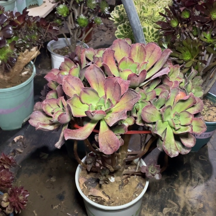 62红富士多肉植物多肉多肉多肉