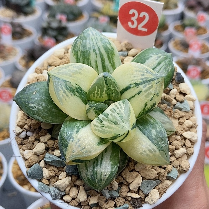 32实生寿锦巨大123456789