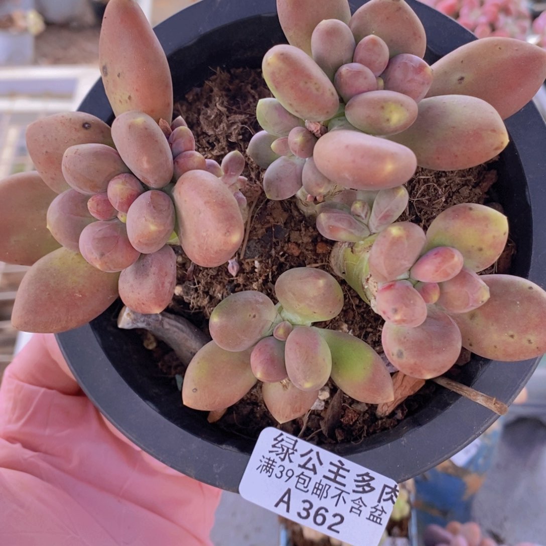 芒果奶13cm362多肉植物