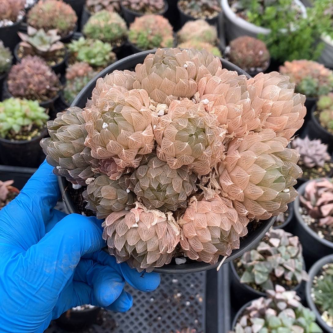 可*018 实生玉露 带盆土