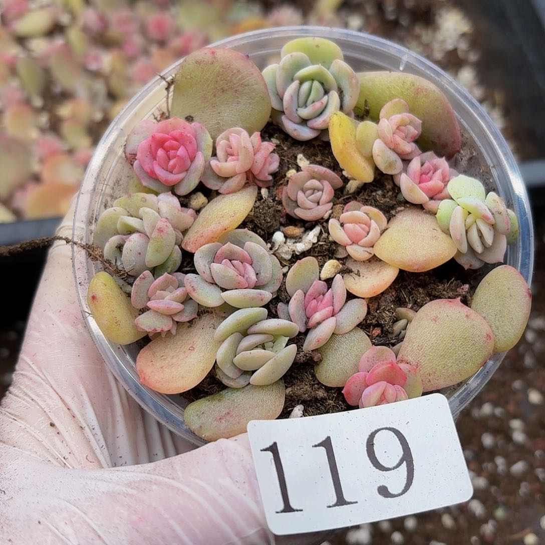 多肉植物多肉植物119