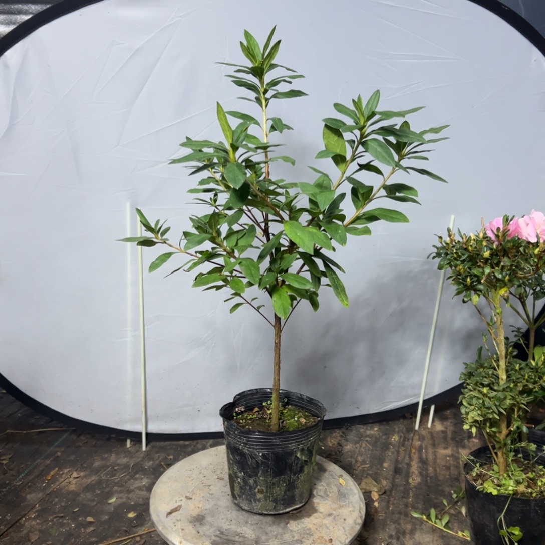 卢***呀完全开放大粉杜鹃