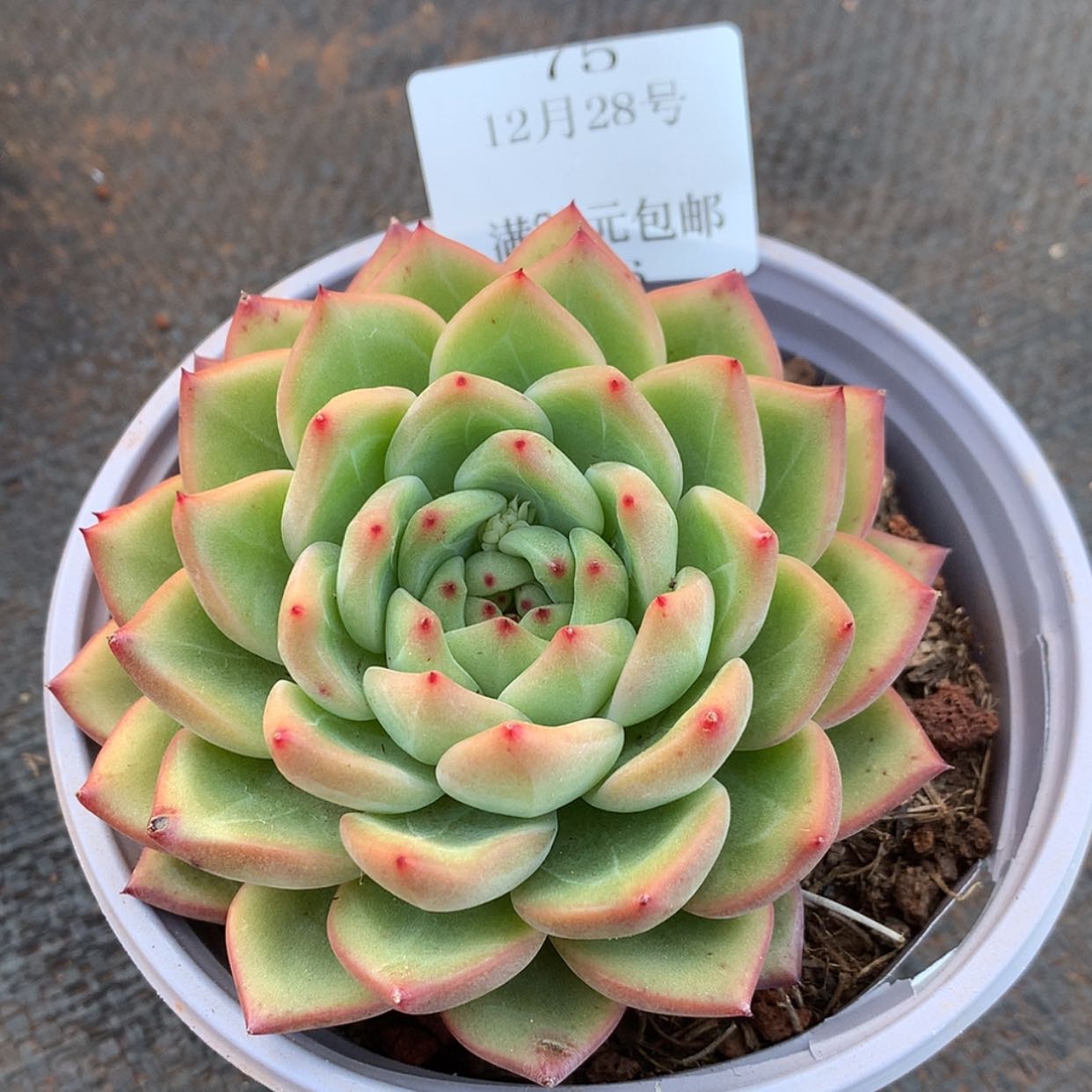 【闪购商品】云75号