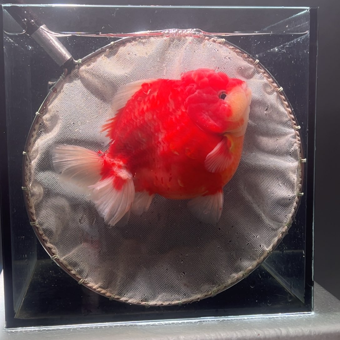 金鱼兜尾020。  9999999999