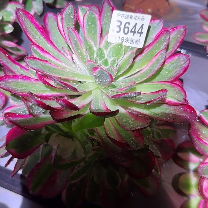 多肉法师孔雀翎朵