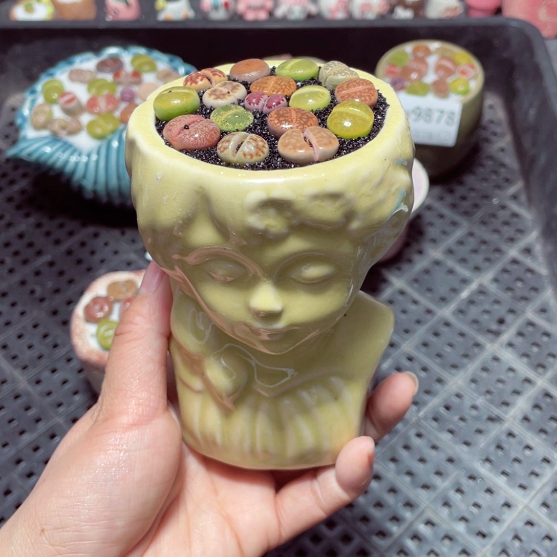 w9879 带盆土发货-零下地区拍保温箱