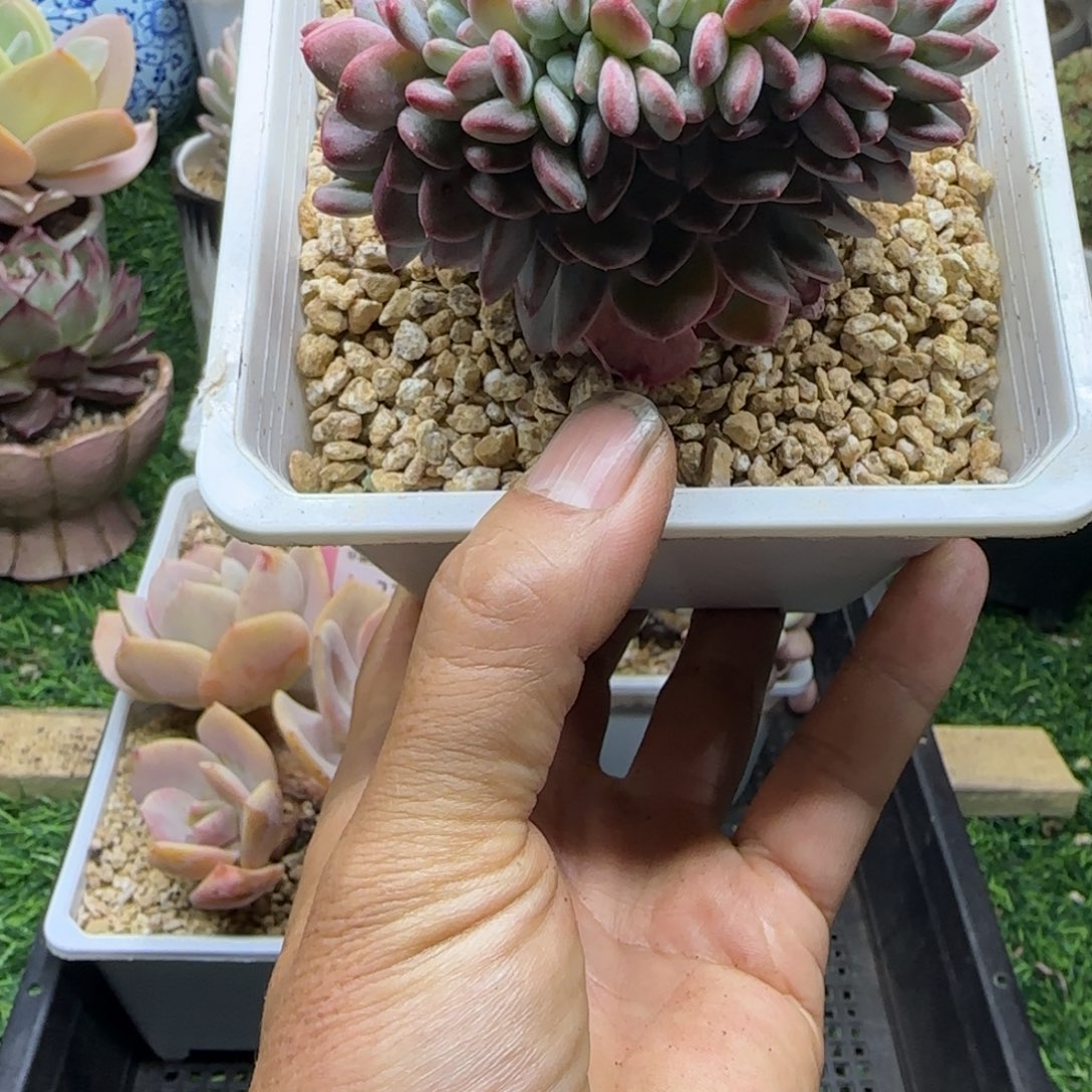 锦安精品多植物222