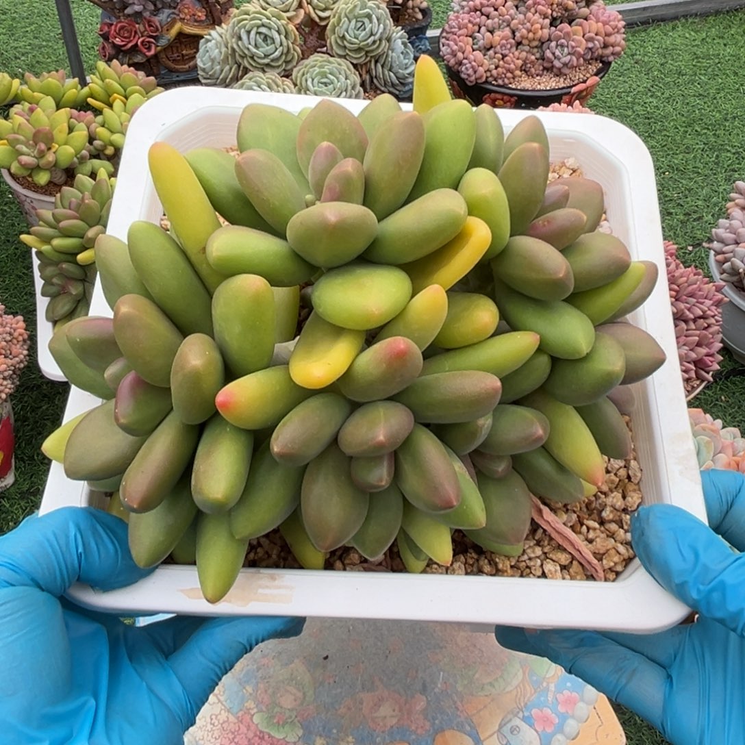 芒果奶老桩一物拍