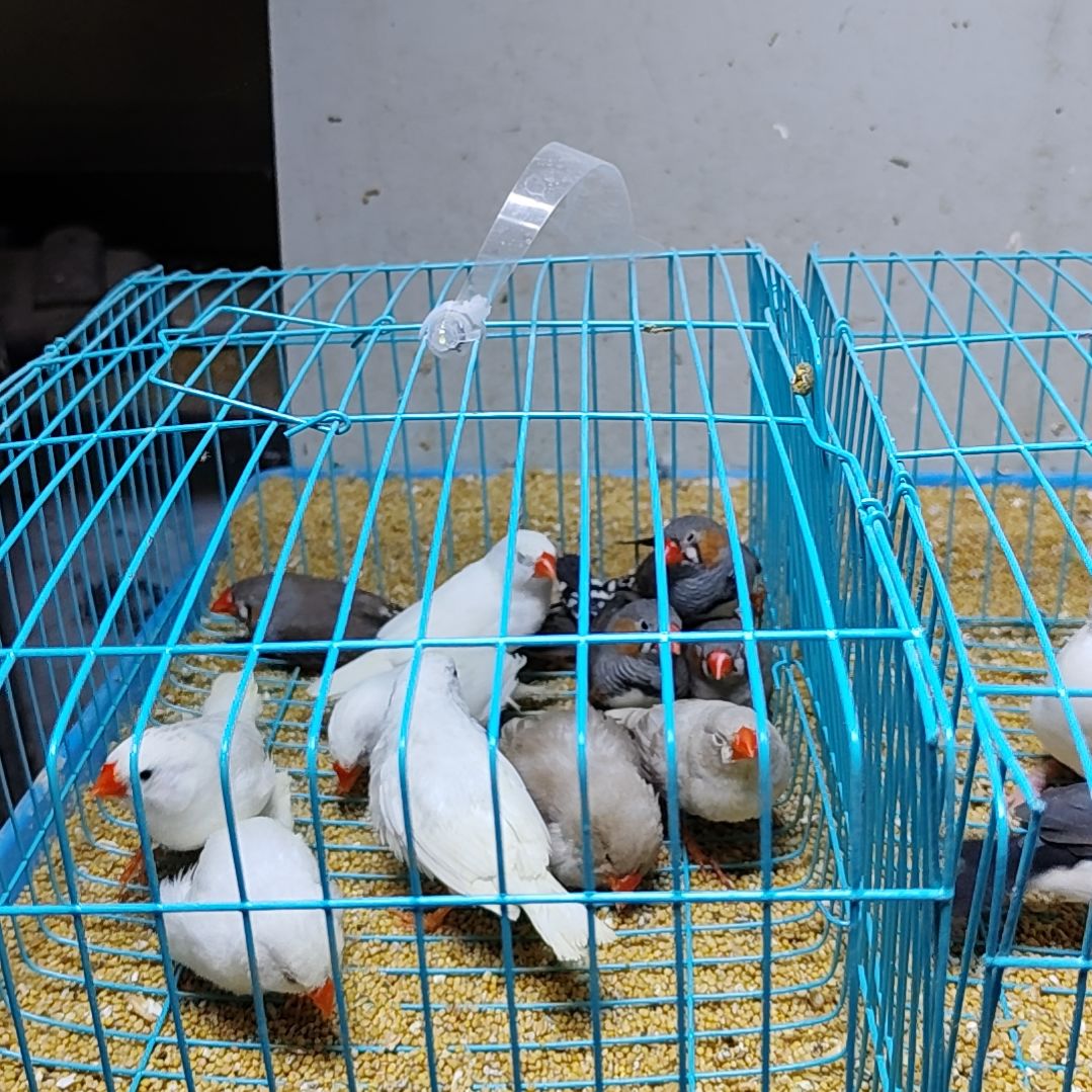 g***p文鸟特价珍珠鸟灰色白色不分公母十只