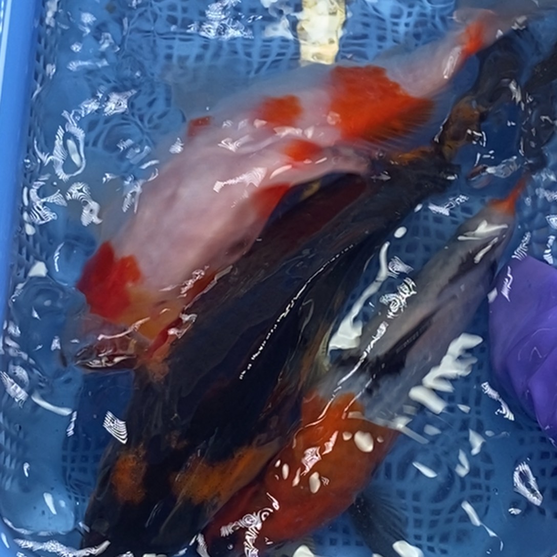 锦鲤冷水锦鲤包邮