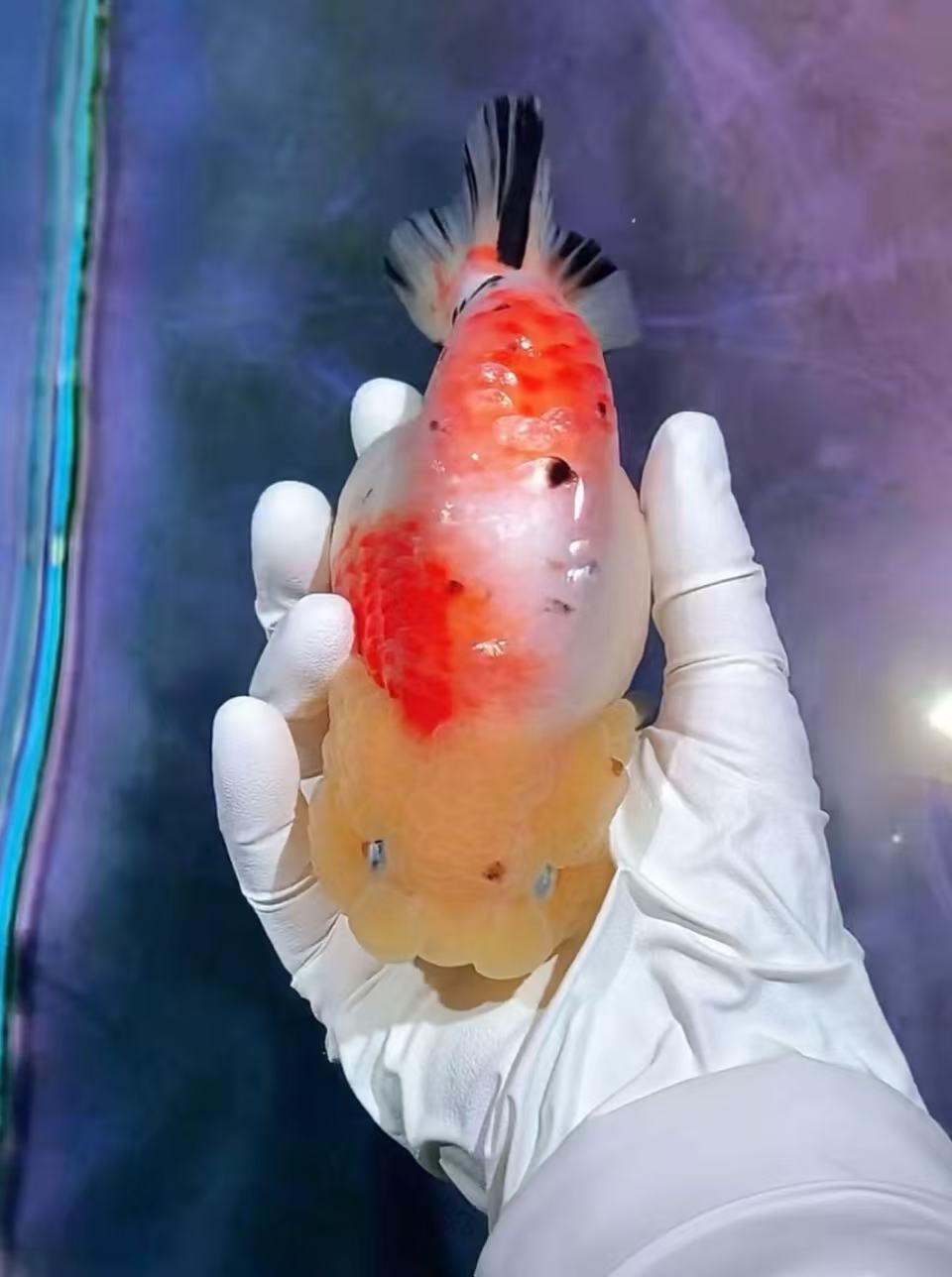 三选！！兰寿冷水观赏鱼（2-3cm20条）