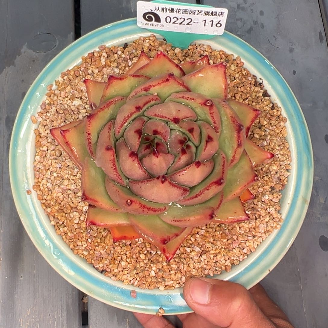 多***多多肉一物一拍0222-116带盆