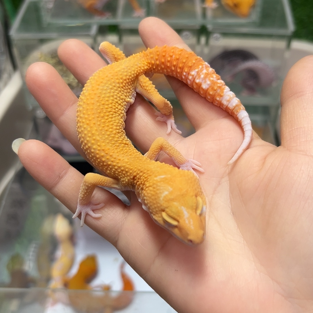 豹纹守宫豹纹守宫