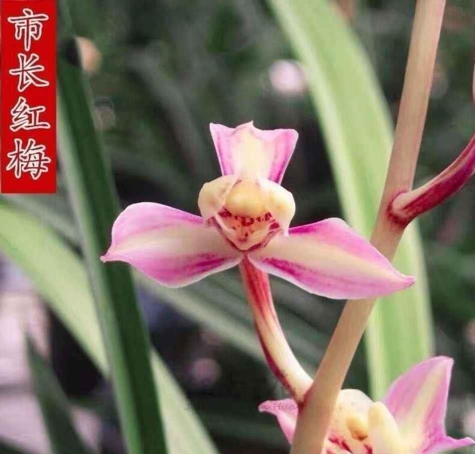 四季兰七彩虹梅兰花苗客厅绿植盆栽壮苗夏季花苞浓香建兰室内好养