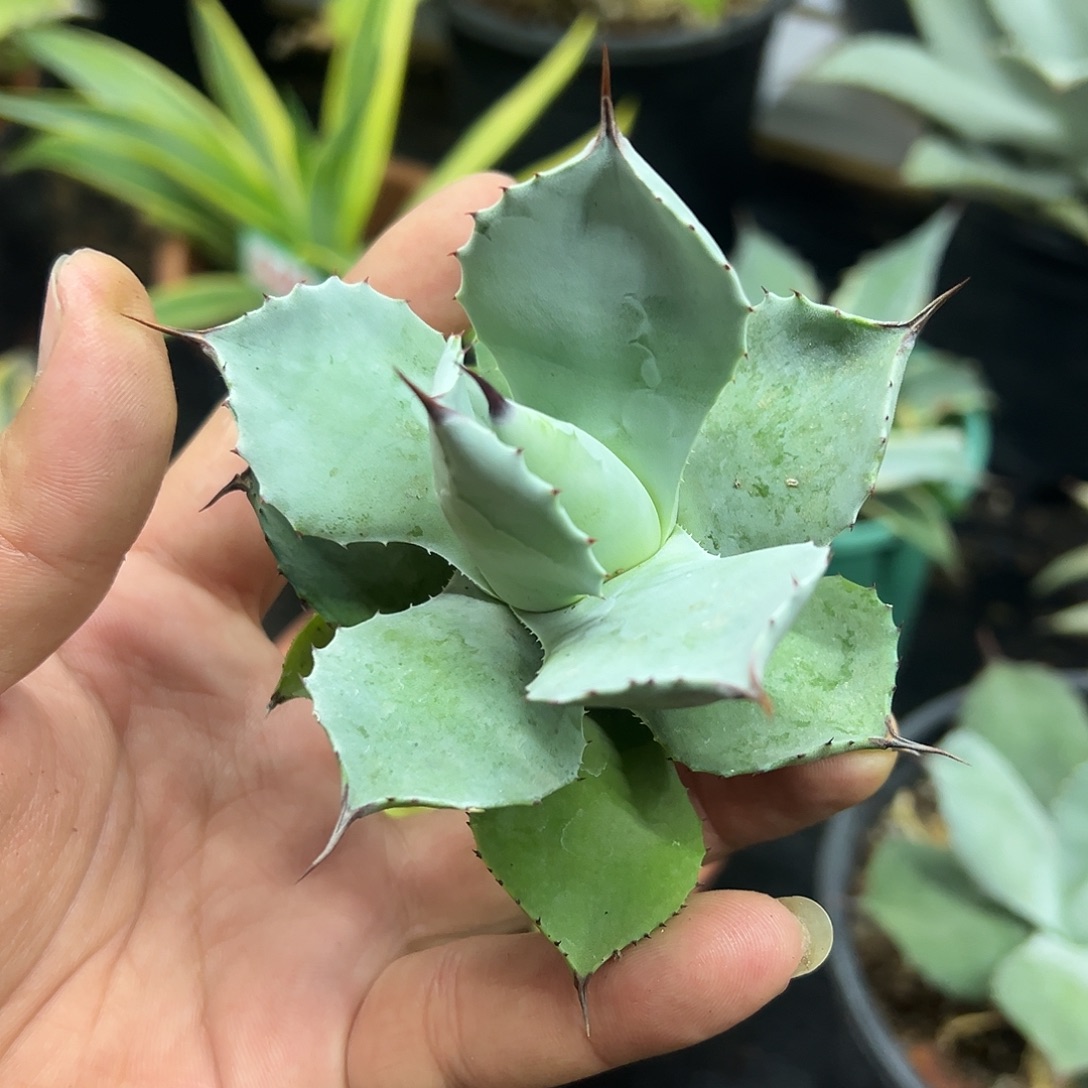 蓝天使龙舌兰侧芽