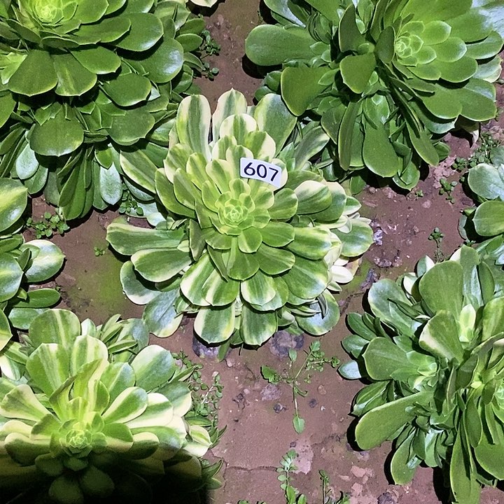 多肉植物法师607五彩琉璃