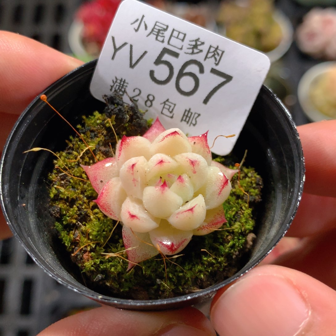 5CM拇指盆精控多肉YV567