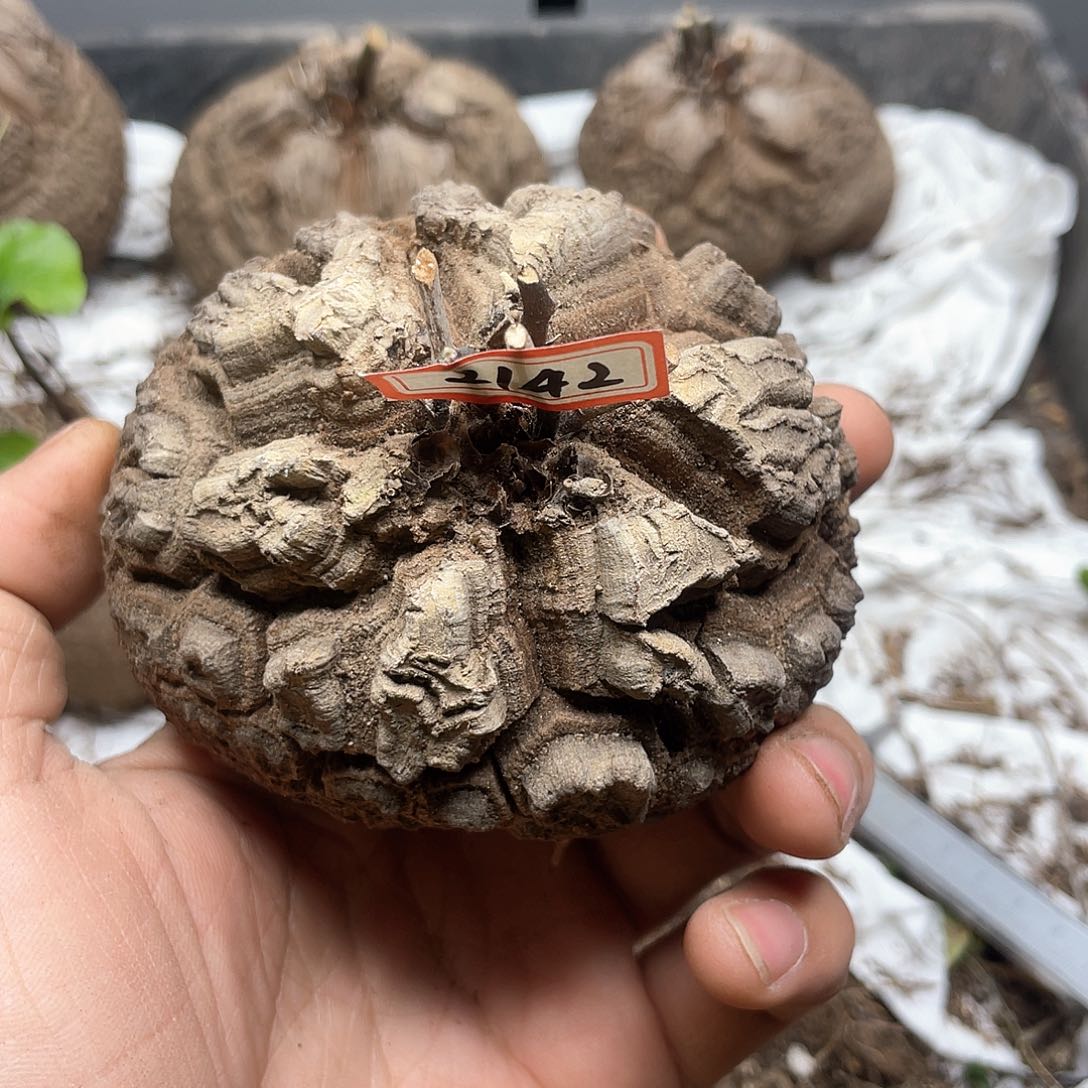 龟甲龙一物一拍2142号9cm