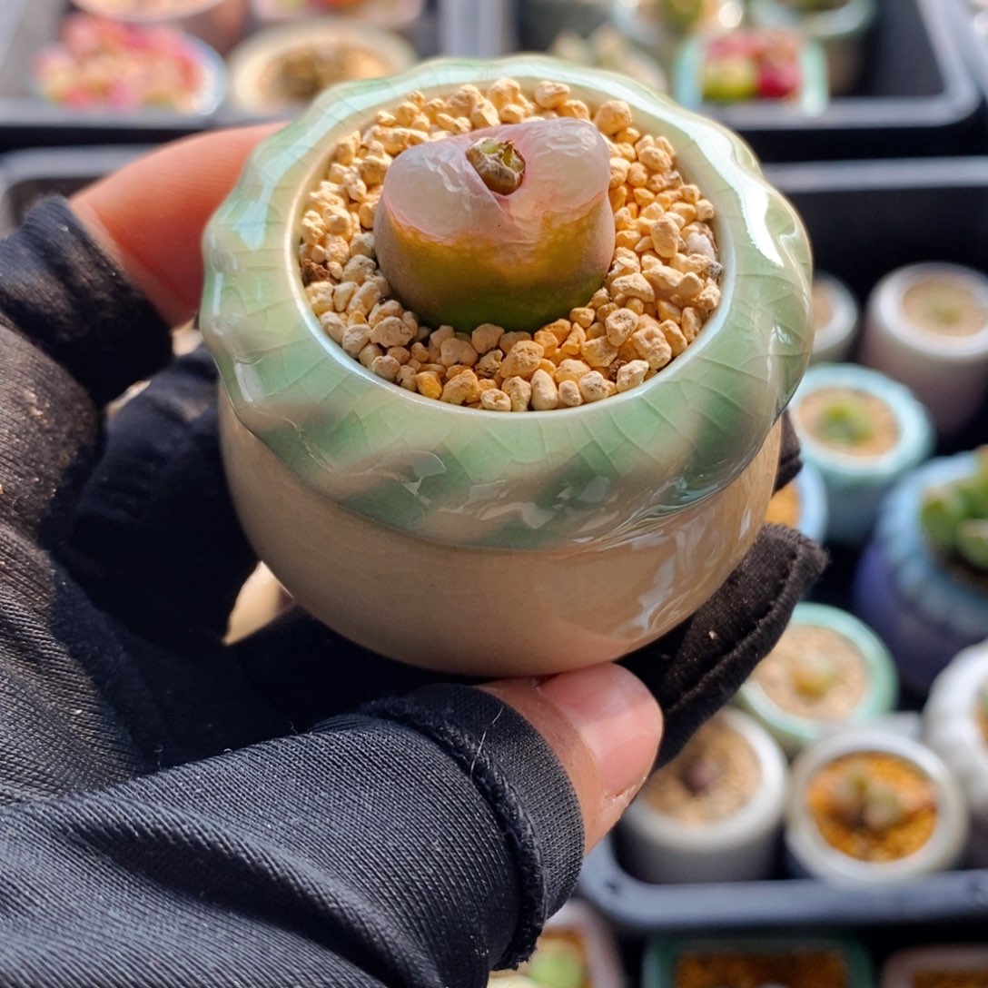 7421-一物一拍 带盆 粉O泡