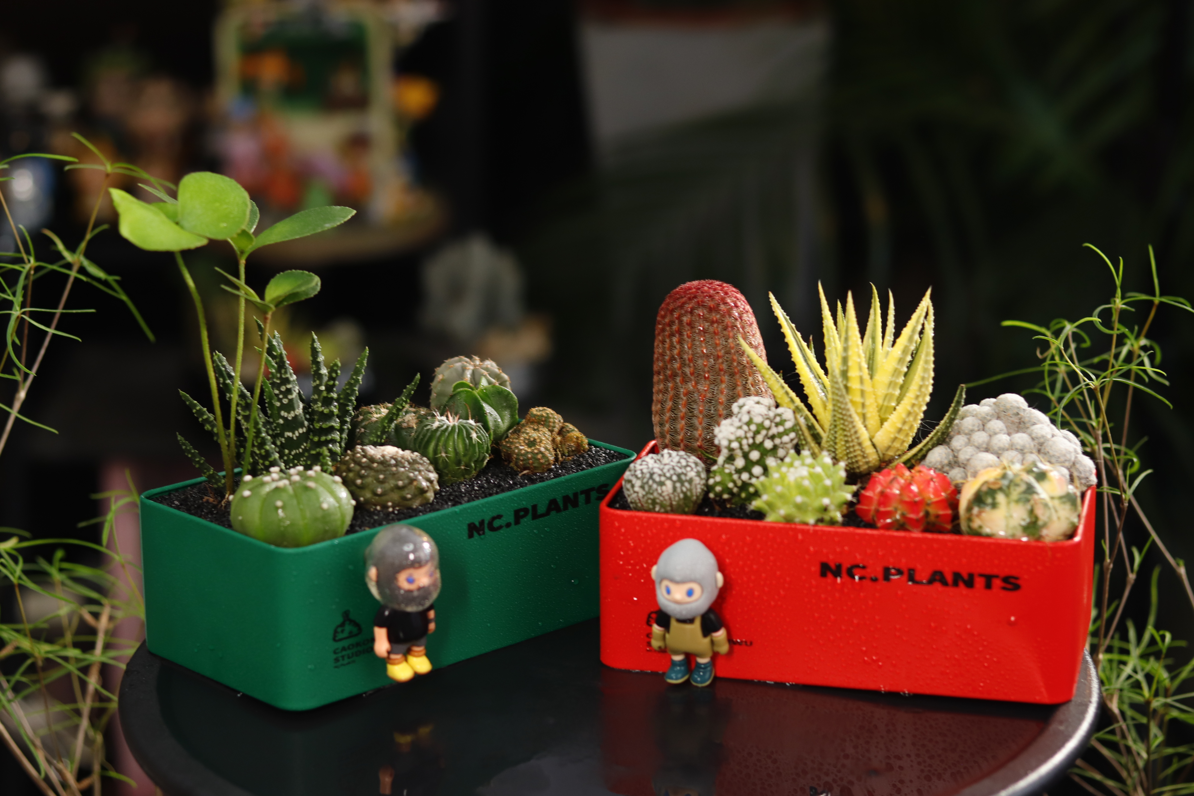 【NC.PLANTS 糖果盒×绿野仙踪】奇遇系列 | 创意设计 | 成品