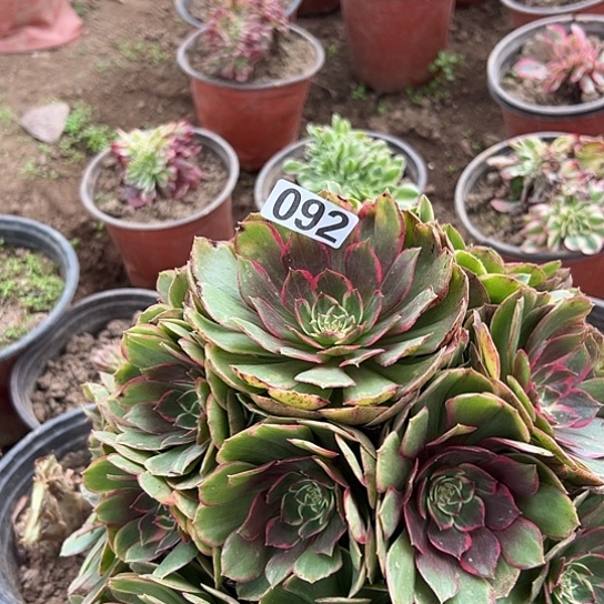 身***畏多肉植物一个粉花妖092