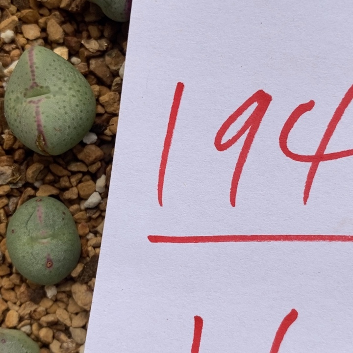 1949爱心少将一颗