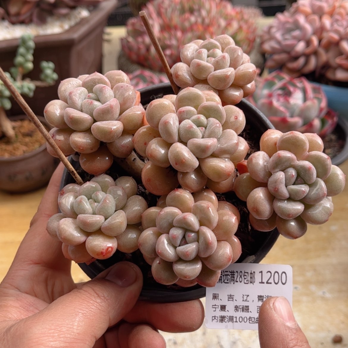 【闪购商品】1200花瓣路