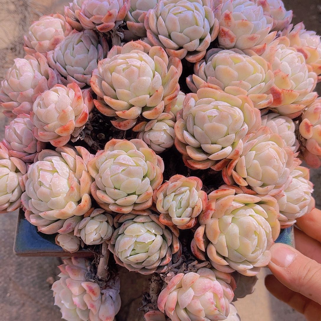 忘*草多肉老桩多肉老桩