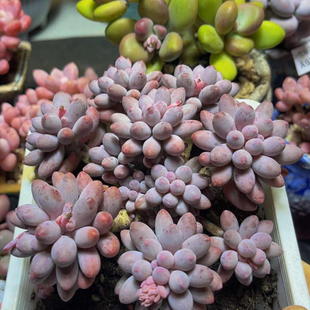 541手指奶12厘米多肉