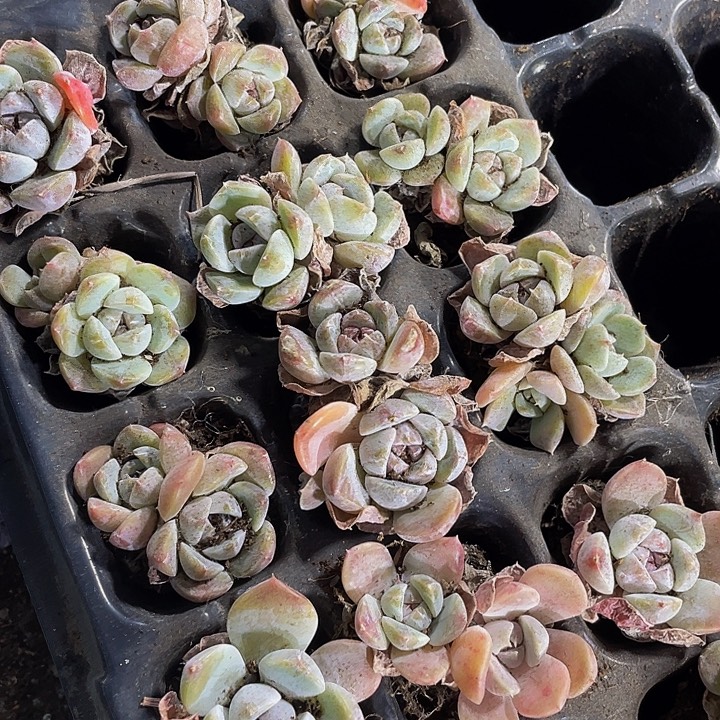 小汉堡1元带土发货