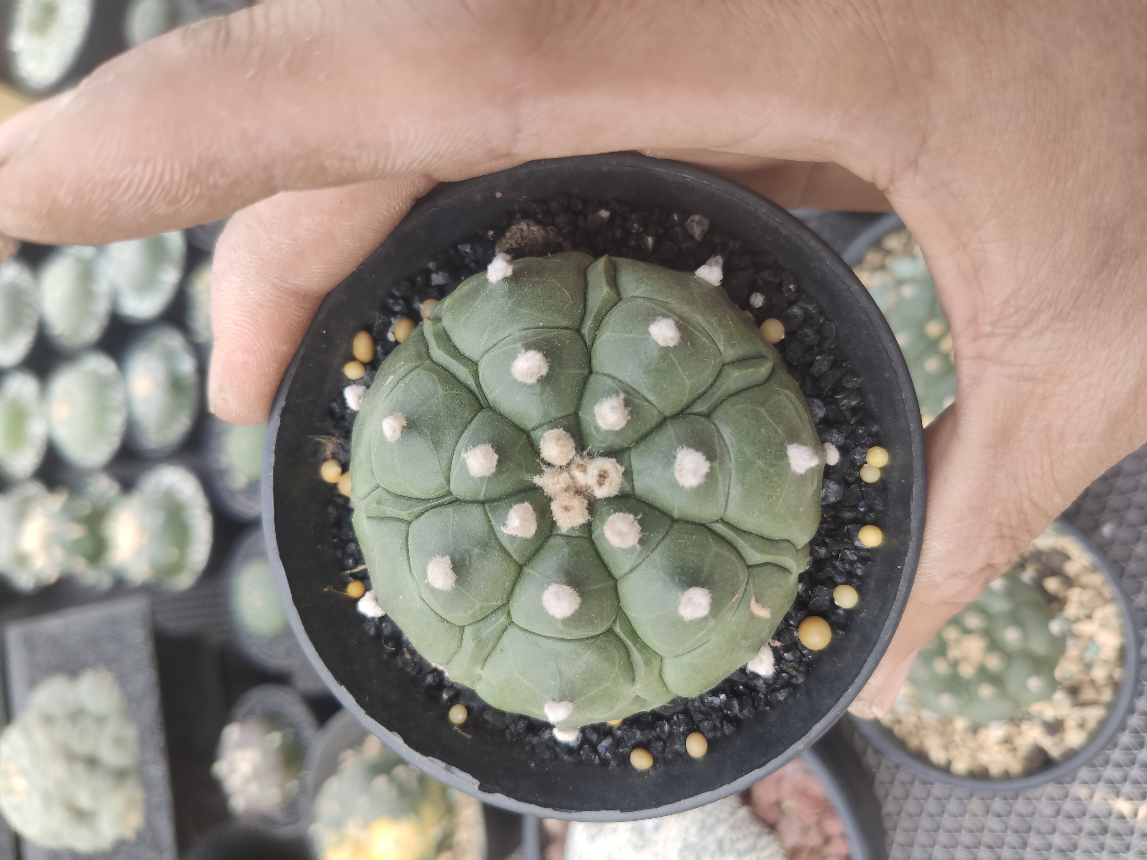 004实生根龟甲兜，启玥精品仙人球