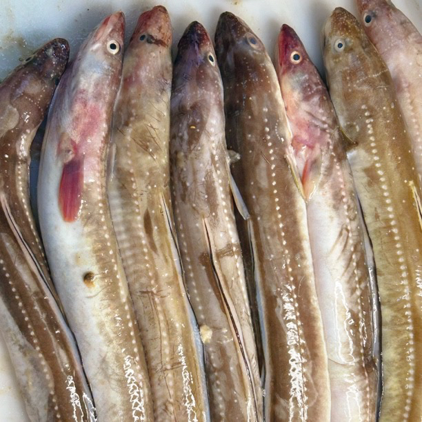 大连本地野大号生鳝鱼 七星鳗 四斤顺丰包邮