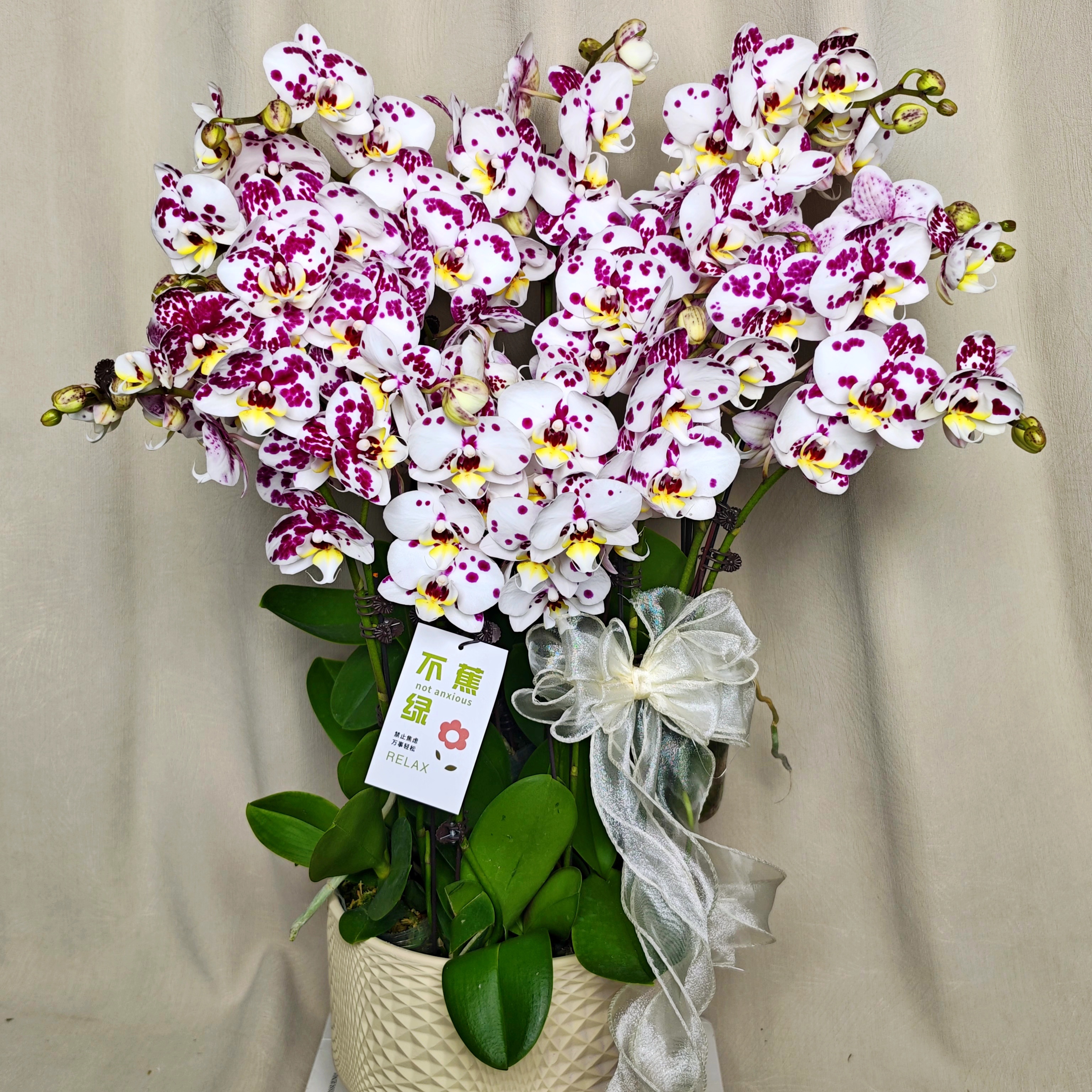 【红豆】蝴蝶兰  稀有红色斑点色系 好养耐养室内花卉