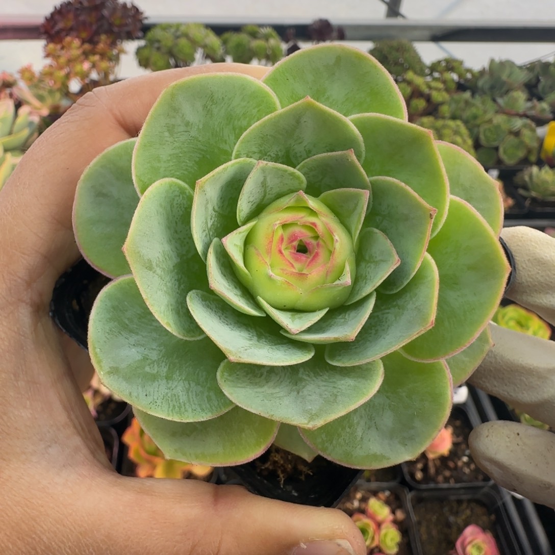 L705半城玫瑰不知名不含盆土